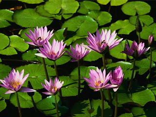 Beautiful water lillies