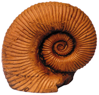 Class Ammonite