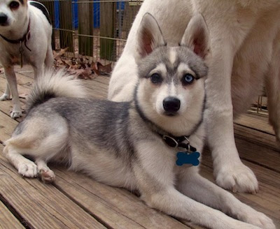 Alaskan Klee Kai  Dog  Breed
