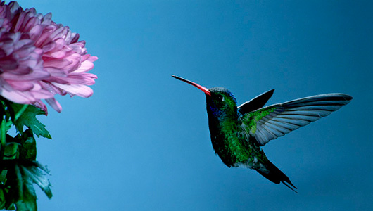 Flowers For Hummingbirds And Butterflies