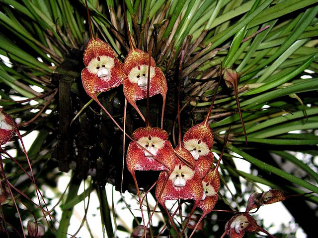 Orquídea Macaco tem cara de macaco