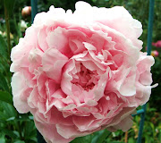 a few lovely images (pink pale peony sarah bernhardt)