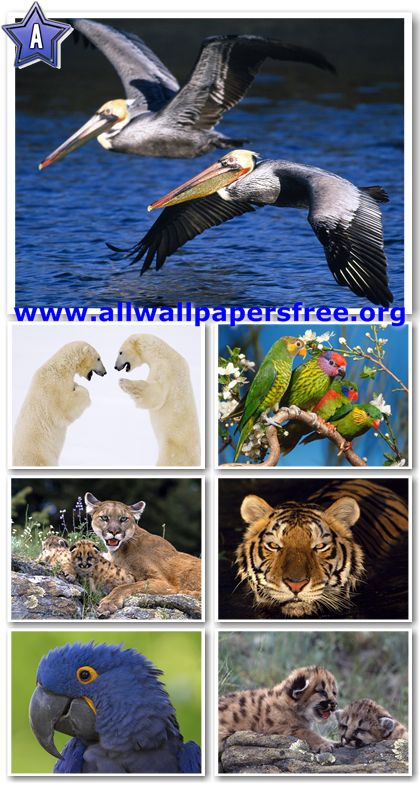 100 Amazing Animals Wallpapers 1600 X 1200 [Set 6]