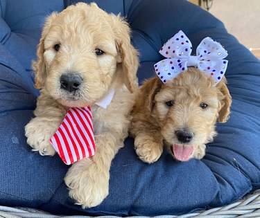 Cavapoo Puppies Arizona