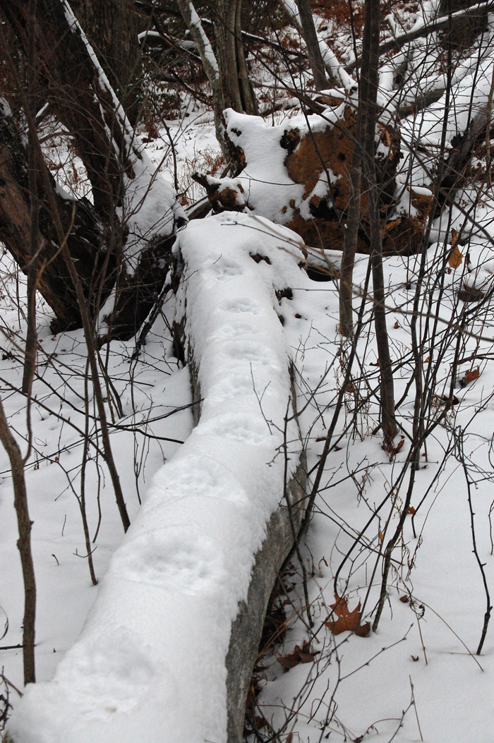 A bobcat track and some bird