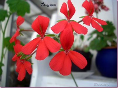 Pelargoner okt 09 010