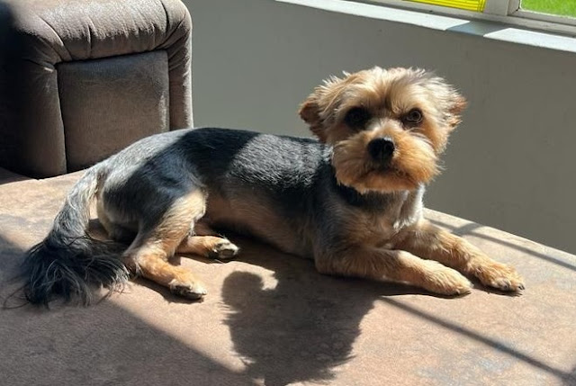 2yr old male Yorkshire Terrier