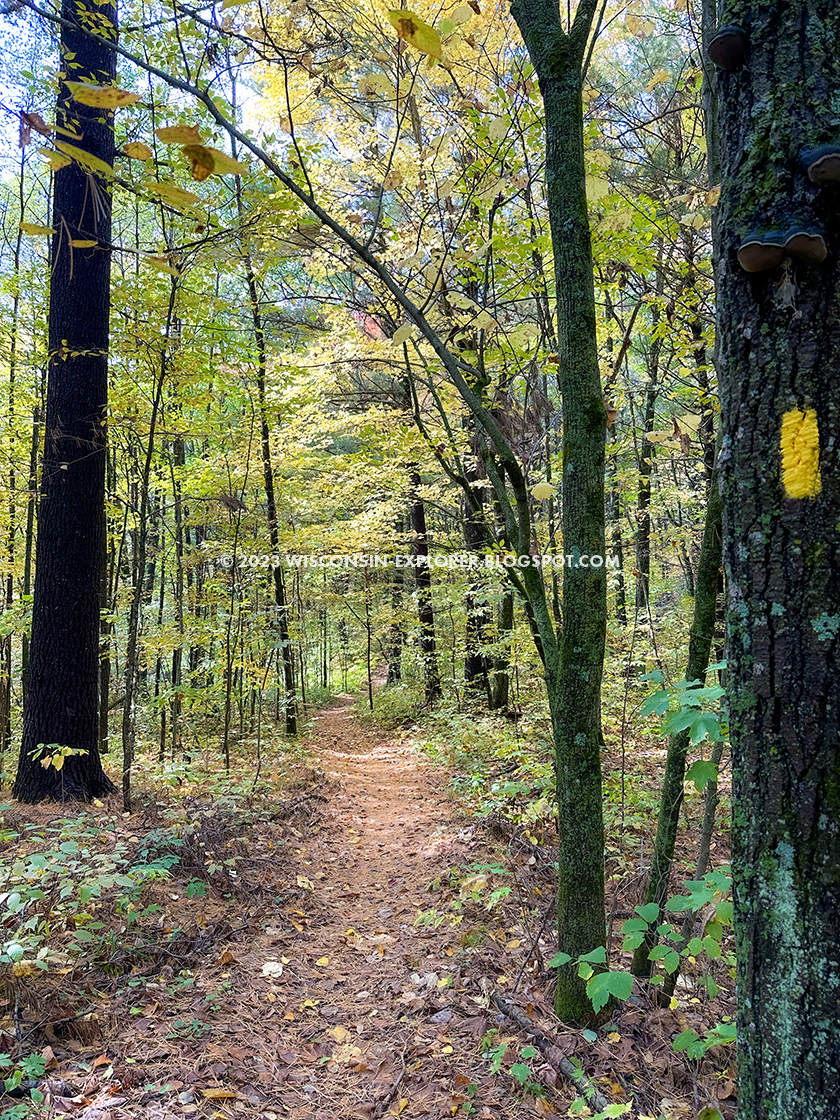 pine needle footpath below autumn leaves