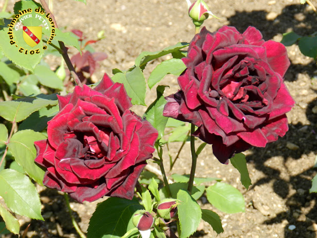 VILLERS-LES-NANCY (54) - La roseraie du Jardin botanique du Montet - Rose Papa Meilland 