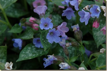 garden 065
