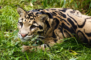 Clouded Leopard