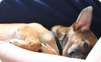 Peanut