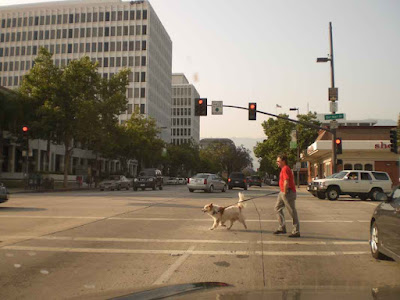 Pasadena Dog Walker