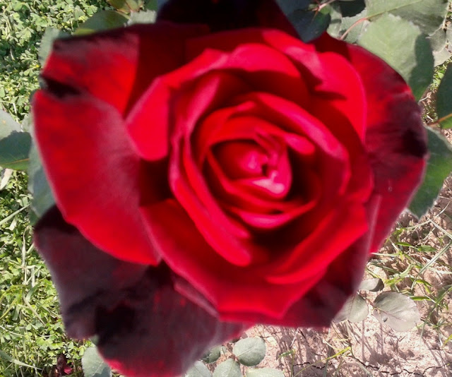 black red rose