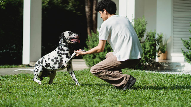Discover Proven Techniques to Train Your Dog Effectively
