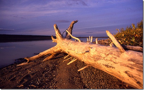 timber1280x800