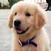 Read This Before Adopting a Golden Retriever Puppy 