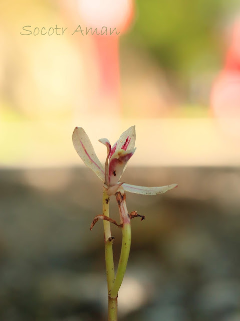 Cymbidium macrorhizon