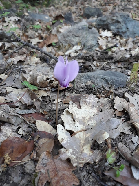 Cyclamen hederifolium