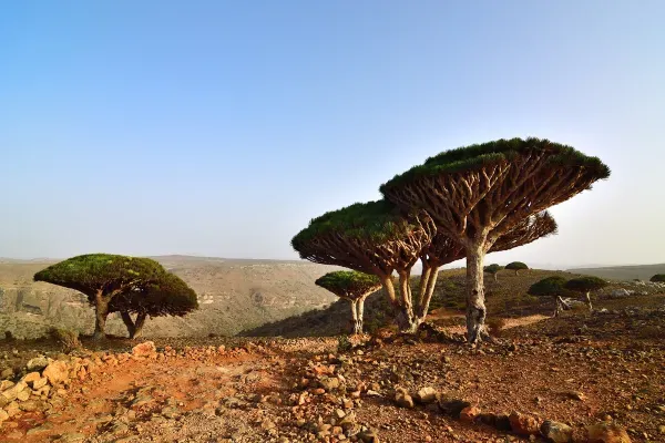 أغرب الأماكن في العالم - جزيرة سقطرى اليمنية