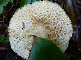 Bolet bleuissant - Gyroporus cyanescens