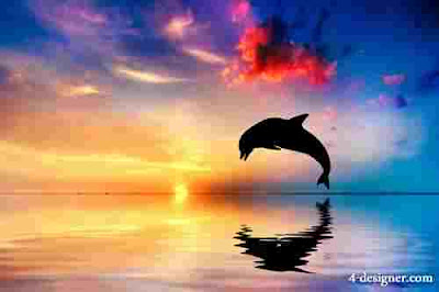 Free Dolphin Wallpapers‎