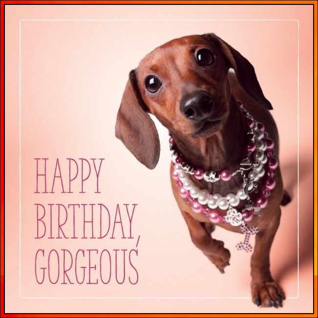happy birthday dog image
