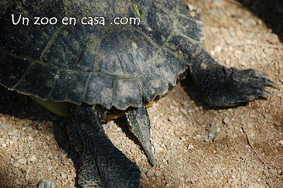 Cola corta y ancha de una hembra de Trachemys