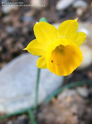 http://www.biodiversidadvirtual.org/herbarium/Narcissus-assoanus-Dufour-img215699.html