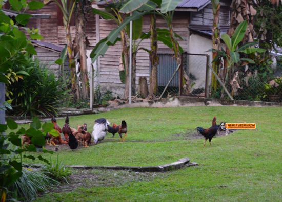 Ayam Kampung