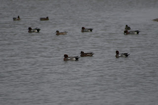 Wigeon