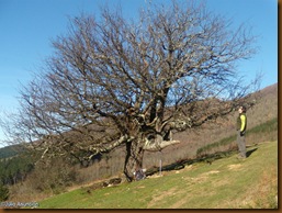 Peral silvestre monumento natural
