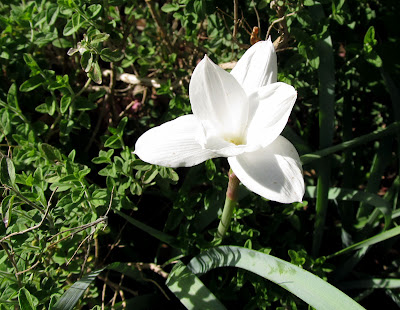 Annieinaustin,Zephyranthes drummondii