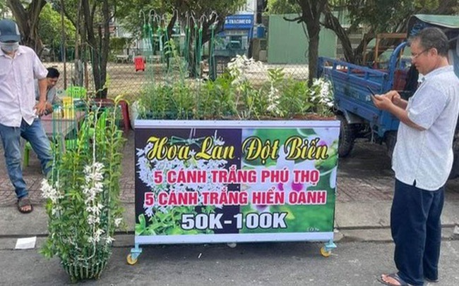 Lan đột biến rớt khốc liệt từ tiền tỉ xuống vài chục ngàn vẫn không ai mua