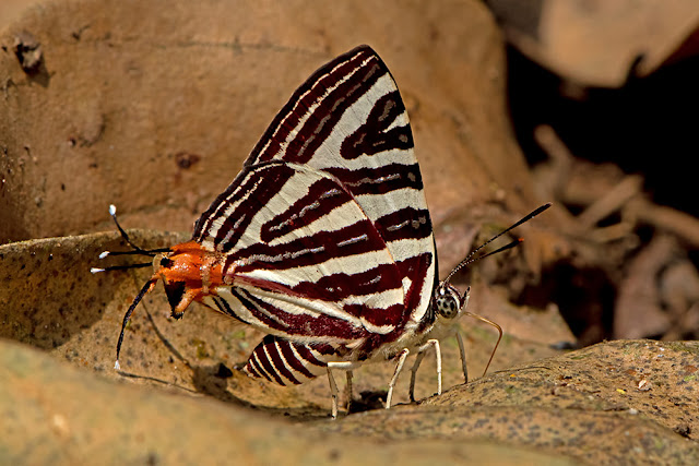 Cigaritis seliga the Large Long-banded Silverline butterfly