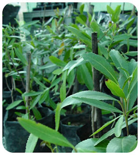 Image: Khat plant boosts sperm power