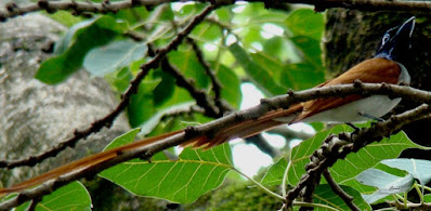 "Asian Paradise-flycatcher Terpsiphone paradisi - male.  Mt.Abu."