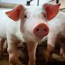 Chinese Researchers Warn of Latest Virus in Pigs With Human Pandemic Risk