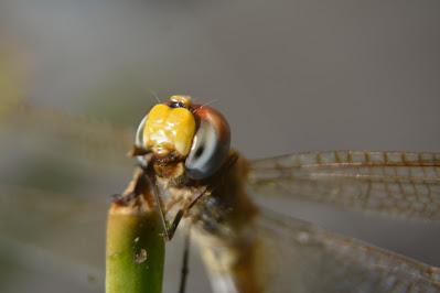 Cute Skimmer Dragonfly 