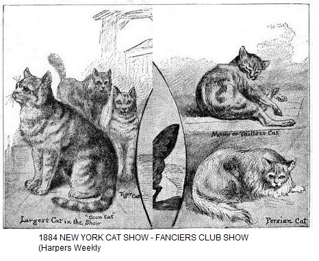 'Coon Cat' of 1884 at local cat show