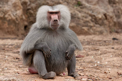 African small Baboon