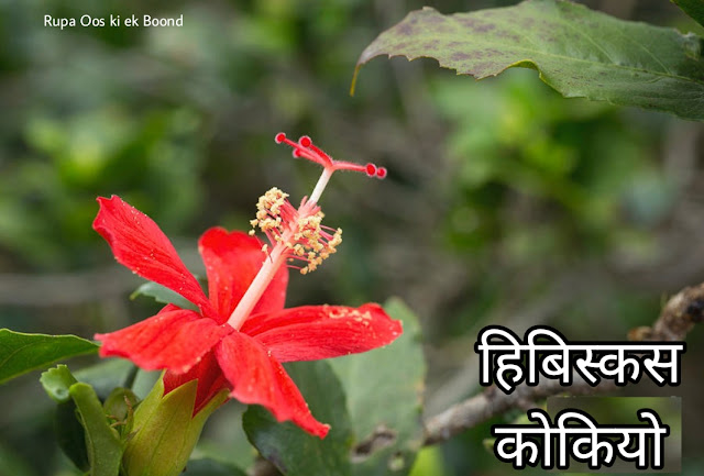 हिबिस्कस कोकियो फूल || Hibiscus kokio || Hibisco ||