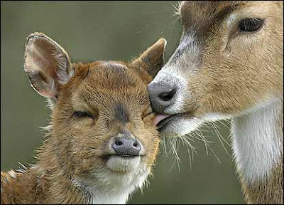 Baby Axis Deer Photo