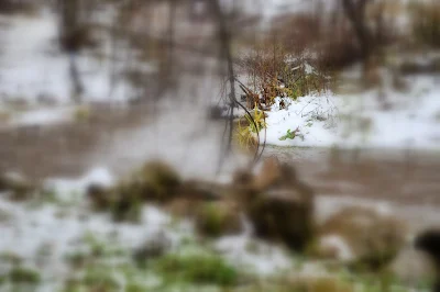 American Dipper on Robie Creek