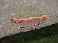 Phellinus pomaceus