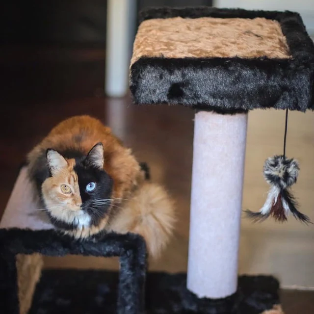 Introducing-Quimera-the-Breathtaking-Feline-with-T͏wo͏-D͏i͏ffe͏r͏e͏n͏t͏-Fa͏c͏e͏s͏-cats-stories