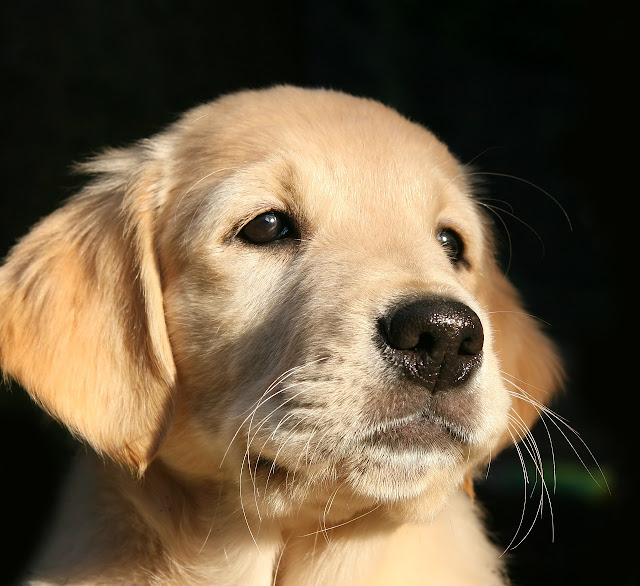 As Melhores Raças de Cachorro para Famílias com Crianças: Características e Recomendações