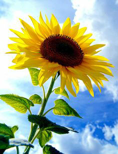 Nama Latin Bunga Matahari | Pot Bunga Matahari - Cara ...