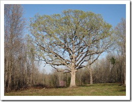 A magnificent oak