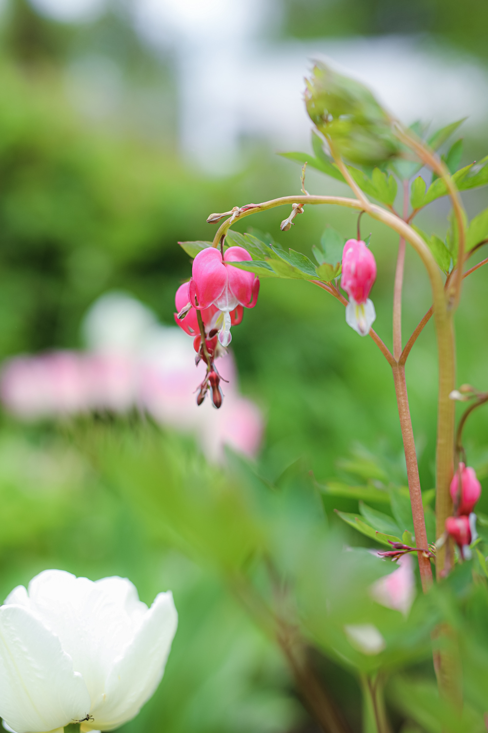 Lamprocapnos-spectabilis-100outdoor